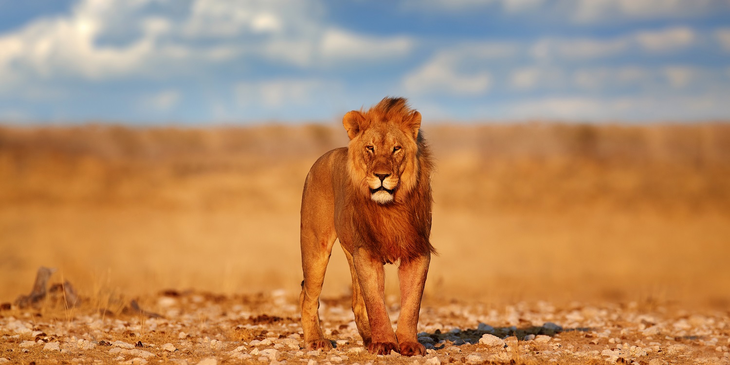 Lion with mane in Etosha, Namibia. African lion walking in the g