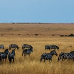 Masai Mara 3 Day Trip