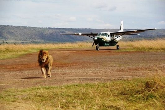 Masai Mara Flaying Safaris