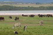 Lake Naivasha Game Reserve