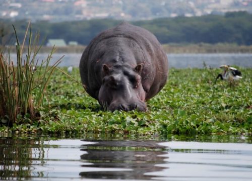 LAKE NAIVASHA | LAKE NAIVASHA DAY TRIP
