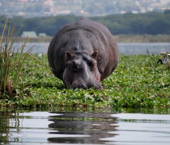 LAKE NAIVASHA | LAKE NAIVASHA DAY TRIP