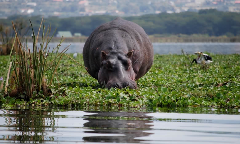LAKE NAIVASHA | LAKE NAIVASHA DAY TRIP