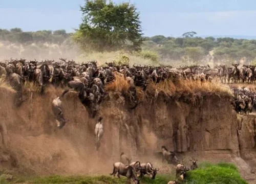 4 Days Masai Mara Wildebeest Migration safari