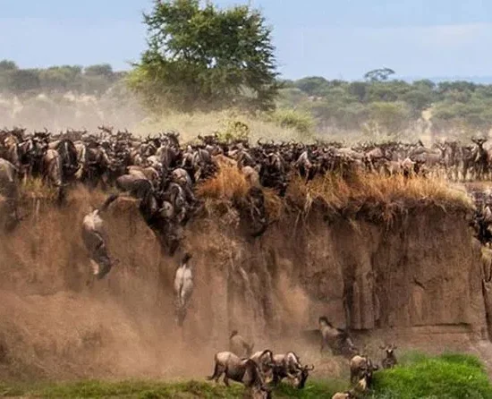 4 Days Masai Mara Wildebeest Migration safari