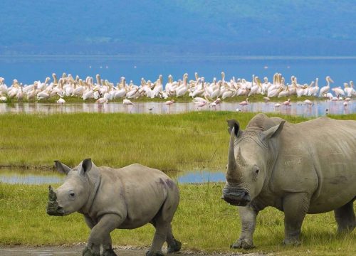 Masai Mara & Lake Nakuru 4 Days Safari