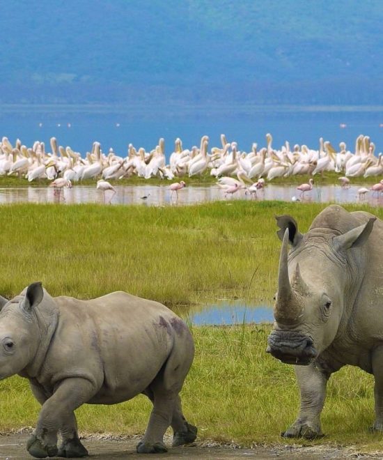 Masai Mara & Lake Nakuru 4 Days Safari