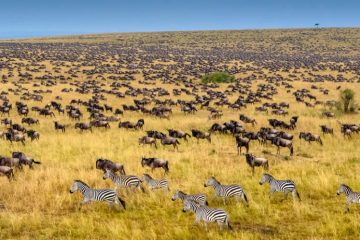 Amboseli, Lake Nakuru & Masai Mara 6 Days Safari