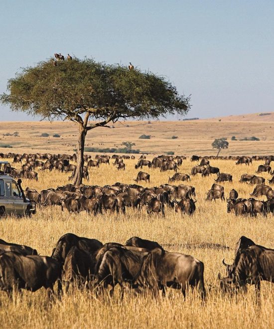 MASAI MARA |3 DAYS| GROUP SAFARI